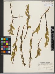 Foto von Salix pseudomonticola C. R. Ball